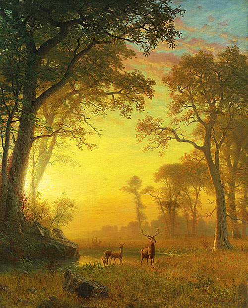 森林中的光 Light in the Forest