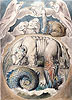 布雷克 William Blake