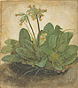杜勒 Albrecht Durer