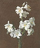 方汀 Henri Fantin Latour