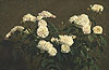 方汀 Henri Fantin Latour