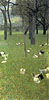 克林姆 Gustav Klimt
