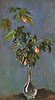 莫內 Claude Monet
