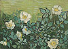 梵谷 Vincent Van Gogh