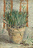 梵谷 Vincent Van Gogh