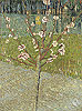 梵谷 Vincent Van Gogh