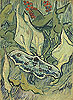 梵谷 Vincent Van Gogh